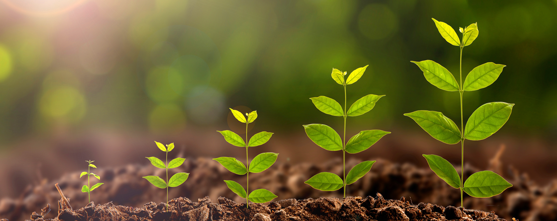 Going Green - Brewer Science